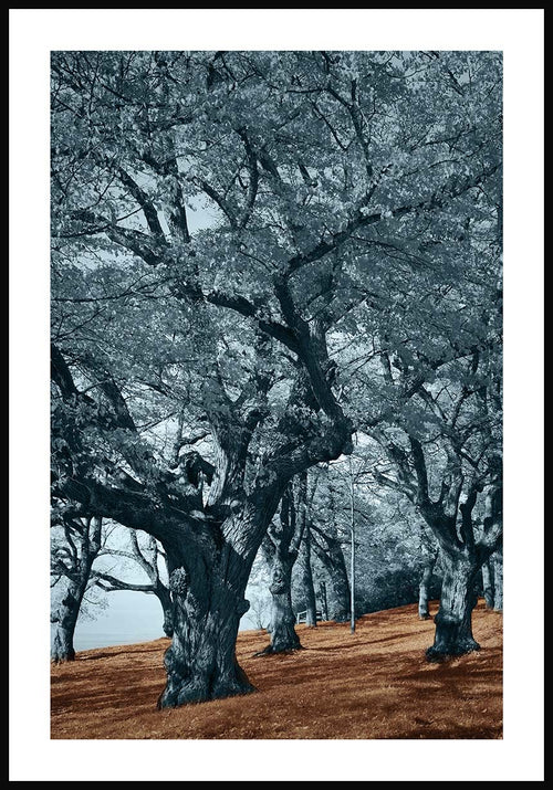 Blue trees brown ground poster