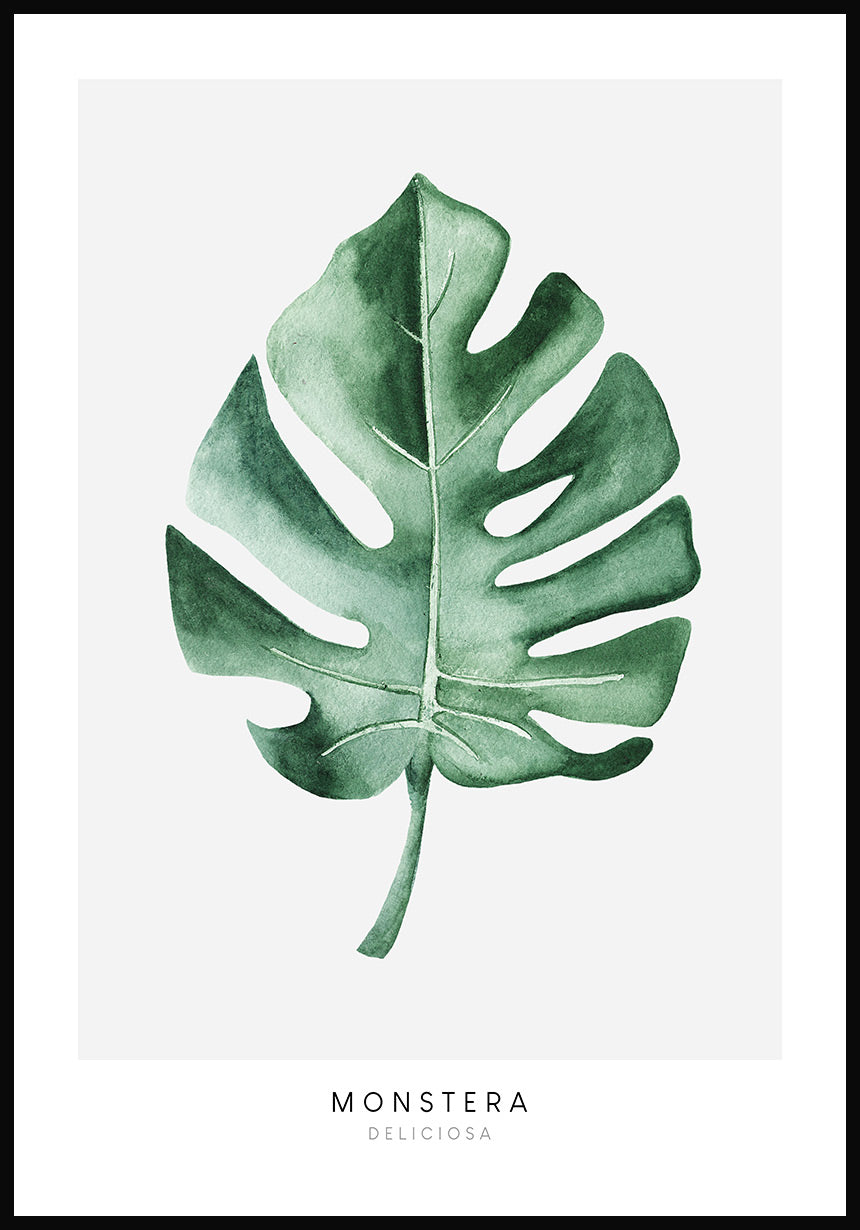 Posters Monstera Deliciosa
