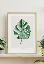 Poster Monstera Deliciosa in gold frame