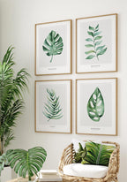 Monstera Poster Collection