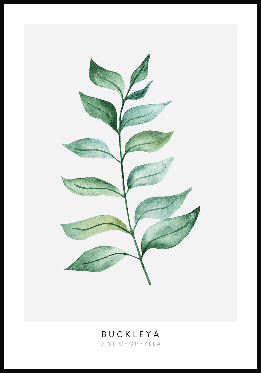 Poster plant Buckleya Distichophylla
