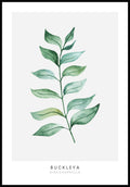 Poster plant Buckleya Distichophylla