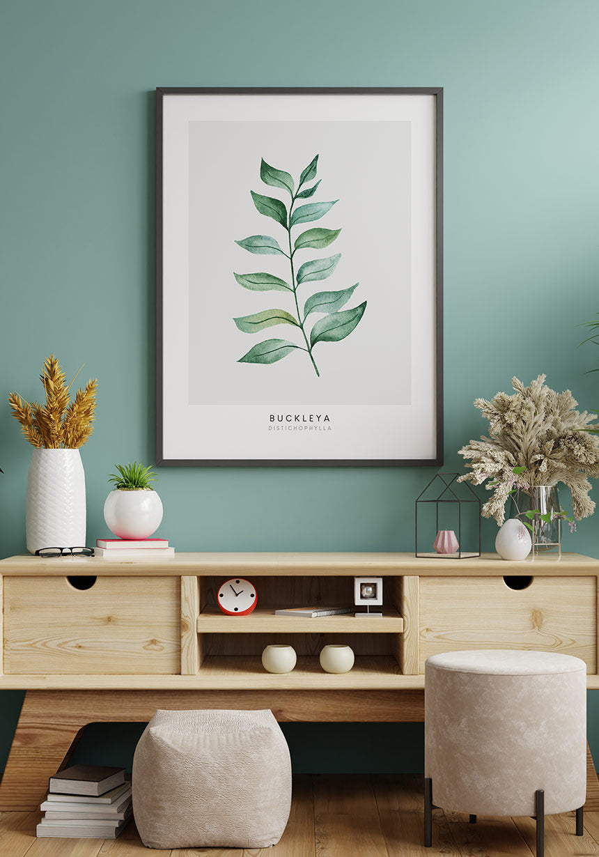 Poster plant Buckleya Distichophylla in black frame