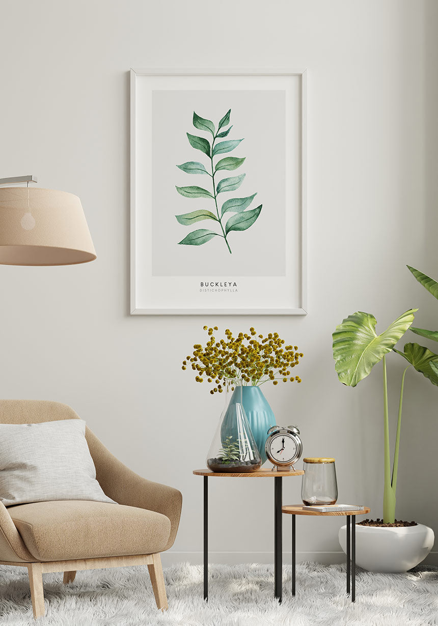 Poster Plant Buckleya Distichophylla in the sitting area