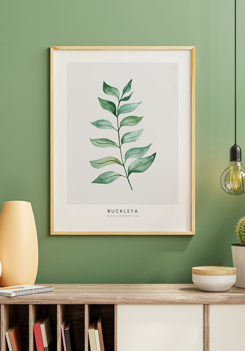 Poster plant Buckleya Distichophylla in wooden frame