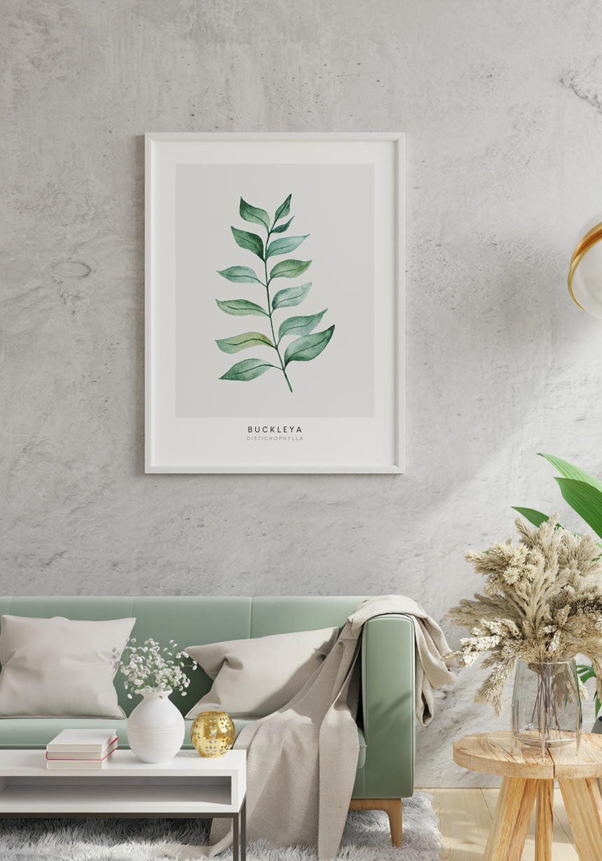 Poster Plant Buckleya Distichophylla above the sofa