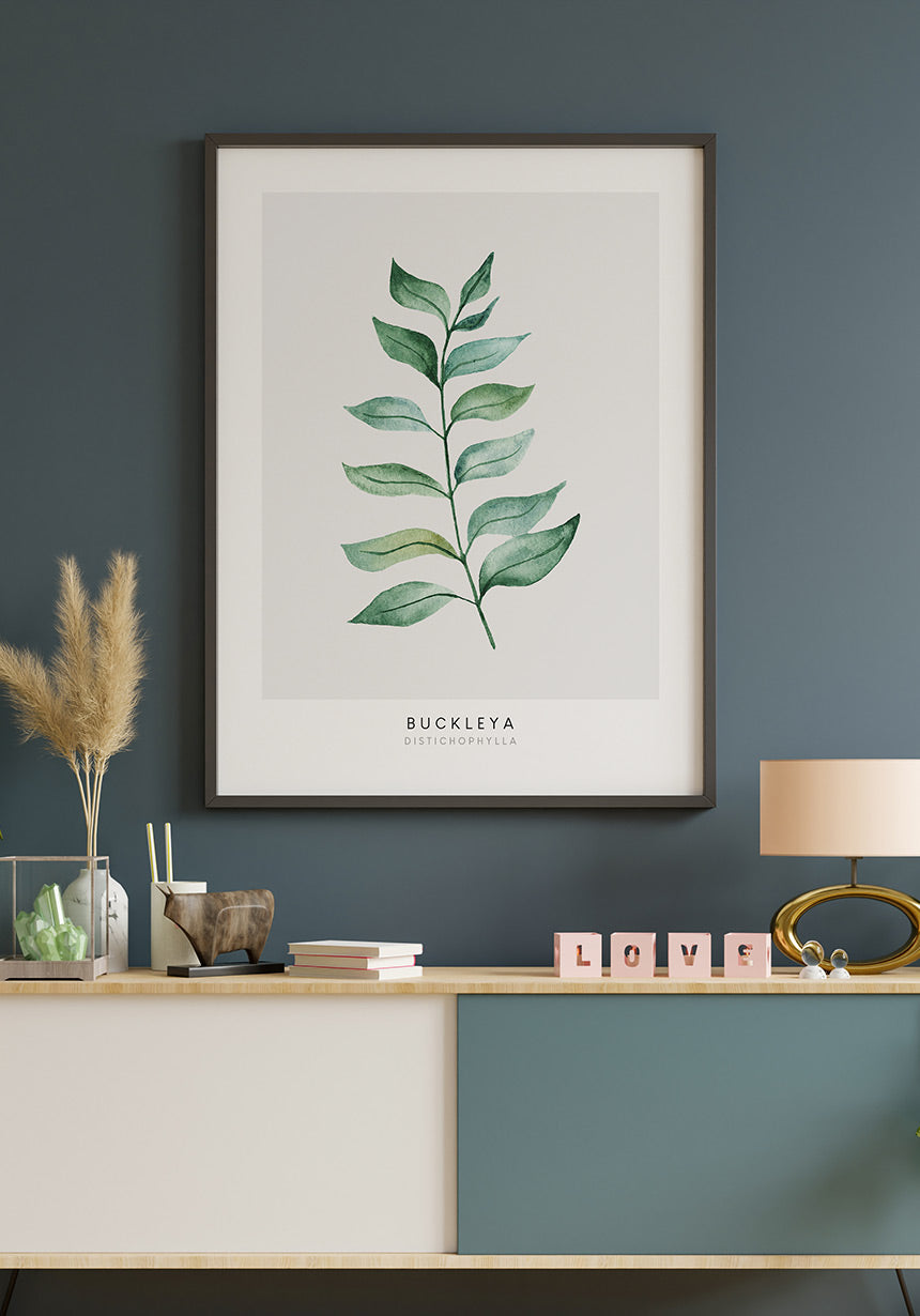 Poster plant Buckleya Distichophylla on blue wall