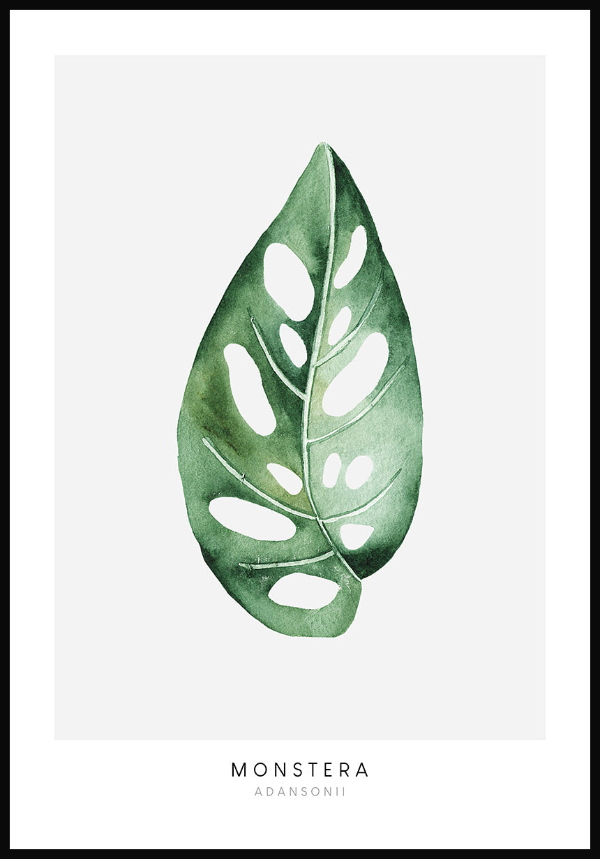 Poster plant Monstera Adansonii