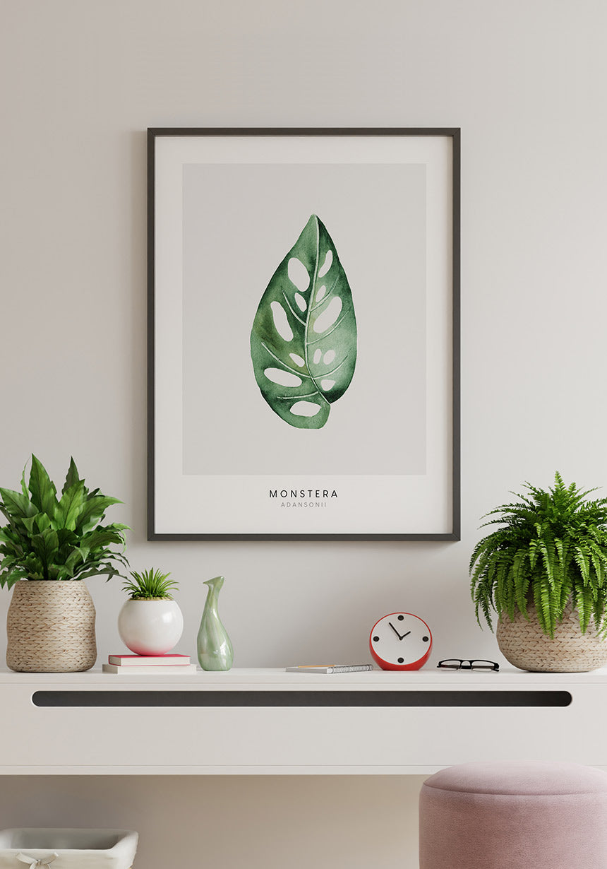 Poster Plant Monstera Adansonii on bright wall