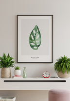 Poster Plant Monstera Adansonii on bright wall