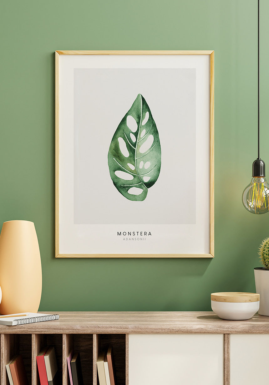 Poster Plant Monstera Adansonii in wooden frame