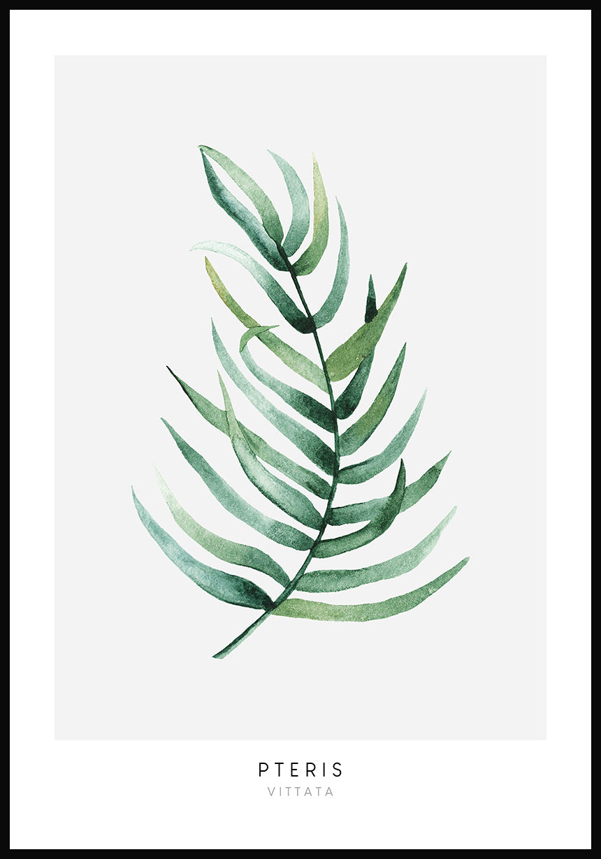 Poster Pteris Vittata plant