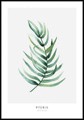 Poster Pteris Vittata plant