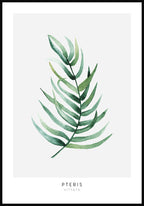 Poster Pteris Vittata plant