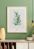 Poster Pteris Vittata plant in wooden frame