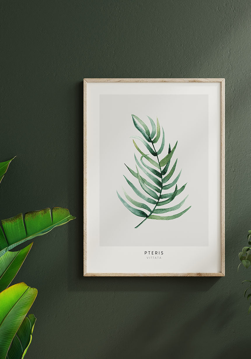 Poster Pteris Vittata plant on green wall